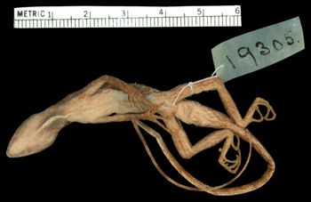 Media type: image;   Herpetology R-19305